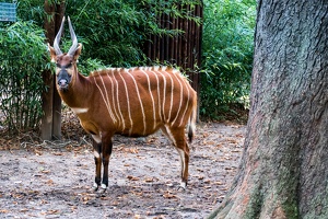 Zoo Frankfurt