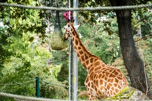 Zoo Frankfurt