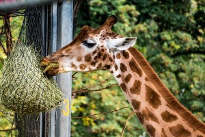 Zoo Frankfurt