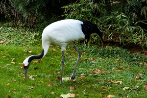 Zoo Frankfurt