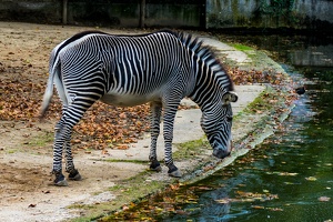 Zoo Frankfurt