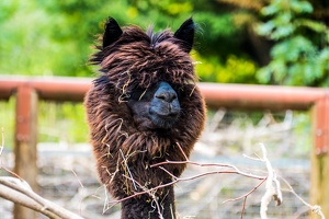Zoo Frankfurt