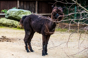 Zoo Frankfurt