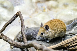 2025-04-28 Zoo Frankfurt-0002