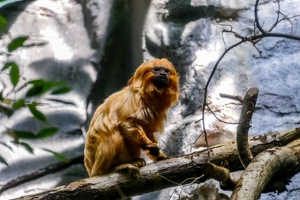 2025-04-28 Zoo Frankfurt-0066