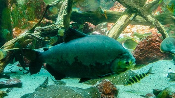 2025-04-28 Zoo Frankfurt-0011