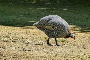 2025-04-28 Zoo Frankfurt-0036