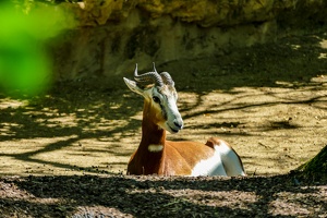 2025-04-28 Zoo Frankfurt-0037