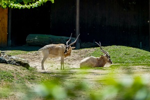 2025-04-28 Zoo Frankfurt-0038