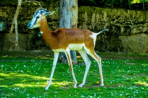 2025-04-28 Zoo Frankfurt-0039
