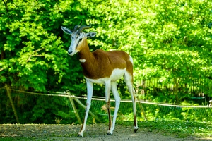 2025-04-28 Zoo Frankfurt-0040
