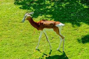 2025-04-28 Zoo Frankfurt-0041