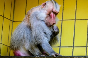 2025-04-28 Zoo Frankfurt-0067