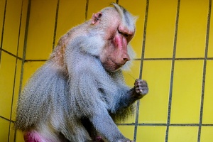 2025-04-28 Zoo Frankfurt-0068