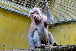 2025-04-28 Zoo Frankfurt-0069