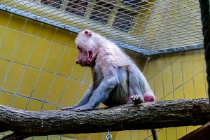 2025-04-28 Zoo Frankfurt-0070