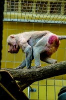 2025-04-28 Zoo Frankfurt-0071