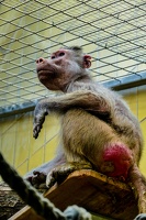 2025-04-28 Zoo Frankfurt-0072