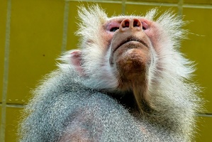2025-04-28 Zoo Frankfurt-0073