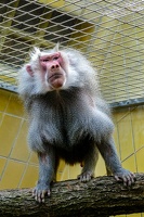 2025-04-28 Zoo Frankfurt-0074