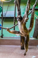 2025-04-28 Zoo Frankfurt-0075