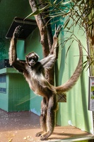 2025-04-28 Zoo Frankfurt-0076