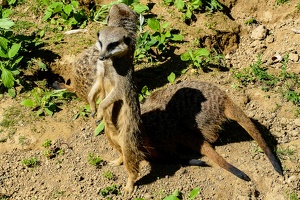 2025-04-28 Zoo Frankfurt-0060