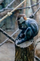 2025-04-28 Zoo Frankfurt-0077