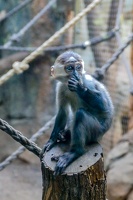 2025-04-28 Zoo Frankfurt-0079