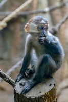 2025-04-28 Zoo Frankfurt-0080