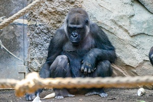 2025-04-28 Zoo Frankfurt-0082