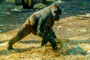 2025-04-28 Zoo Frankfurt-0086