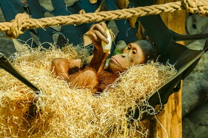 2025-04-28 Zoo Frankfurt-0088