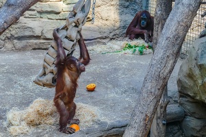 2025-04-28 Zoo Frankfurt-0089