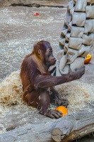 2025-04-28 Zoo Frankfurt-0090