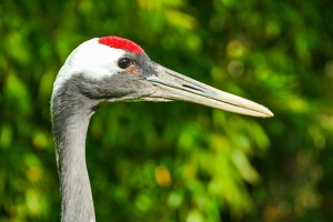 2025-04-28 Zoo Frankfurt-0157