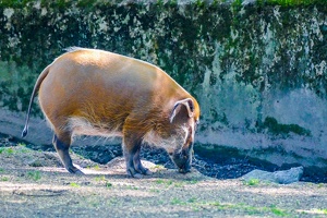 2025-04-28 Zoo Frankfurt-0163