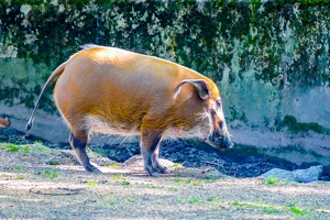 2025-04-28 Zoo Frankfurt-0164
