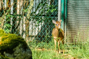 2025-04-28 Zoo Frankfurt-0165