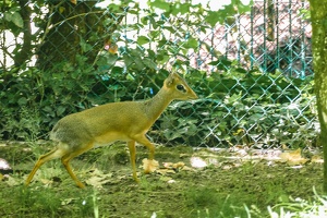 2025-04-28 Zoo Frankfurt-0166