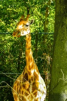 2025-04-28 Zoo Frankfurt-0150