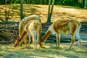 2025-04-28 Zoo Frankfurt-0169