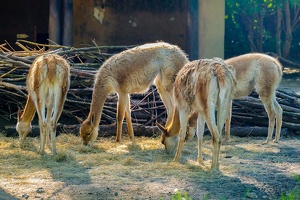 2025-04-28 Zoo Frankfurt-0170