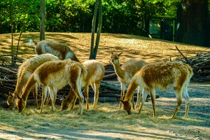 2025-04-28 Zoo Frankfurt-0171