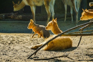 2025-04-28 Zoo Frankfurt-0172