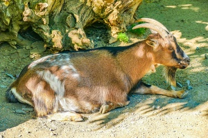 2025-04-28 Zoo Frankfurt-0173