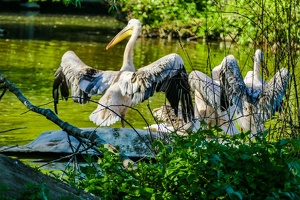 2025-04-28 Zoo Frankfurt-0178