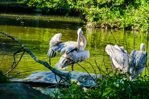 2025-04-28 Zoo Frankfurt-0179