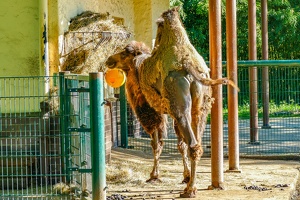2025-04-28 Zoo Frankfurt-0184
