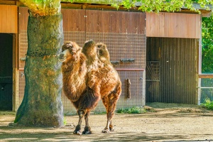2025-04-28 Zoo Frankfurt-0185